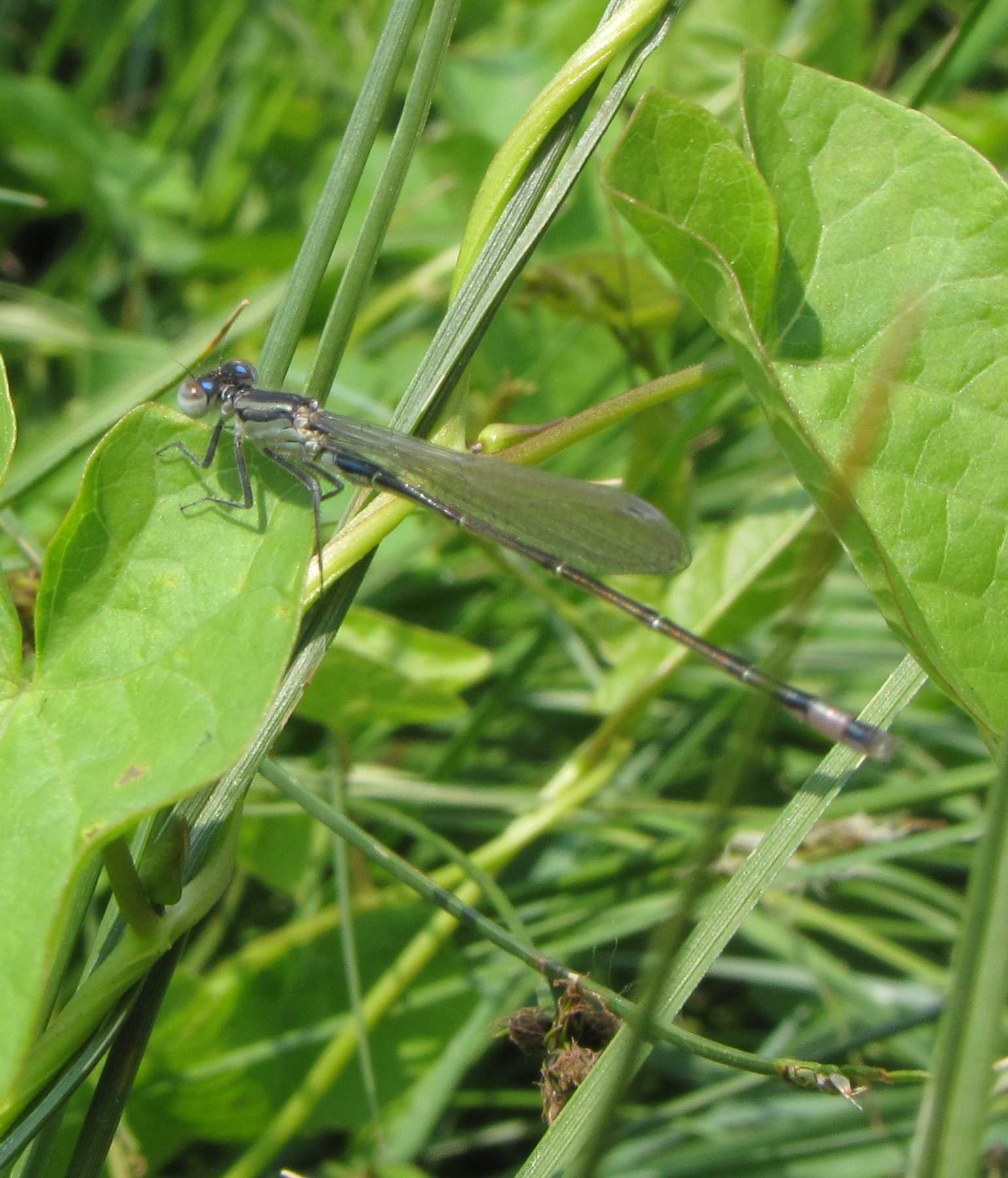 libellula ladispoli